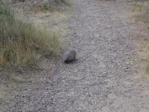 3655882